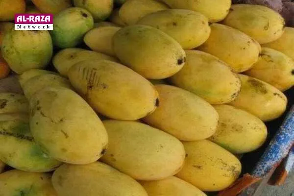 🍋 بھارت کے بہترین آم: ذائقے، خوشبو اور روایات کی مٹھاس